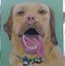 Jenny Monk Pet Paintings - Facebook