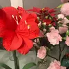 RosyFlowers😉✨🌸🌹💜 - @jennymoya272 - TikTok