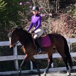 Jenny O’Connell-Saponara - @joc.equine - Instagram