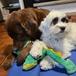 Jenny & Pepper - @jenpergram - Instagram