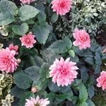 Jenny Pepper - @pepper6417 - Instagram