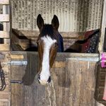 Jenny Pitman - @j.p.equine - Instagram