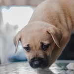Jenny The Poor Dog - @jenny_poordog - Instagram