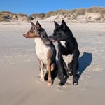 Jenny Priester | BUSINESS | LEBEN | Australian Koolies - @jenny.priester.lebedeinleben - Instagram