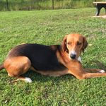 Jenny Randall - @american_foxhound - Instagram