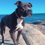 Jenny Rees - @jenny_the_amstaff - Instagram