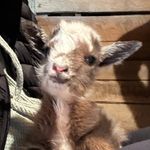 Jenny Schaefer Seek - @jennys_goatsga - Instagram