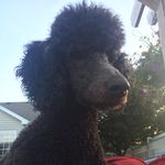 Jennifer Showalter Magee - @jmageebc40 - Instagram