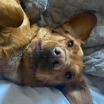 Jenny Ware - @maddies_meadow - Instagram