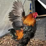 jenny wright - @jens_hens_and_animal_friends - Instagram