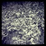 Jens Kirk Boysen - @jens7432 - Instagram