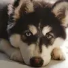 jenseningallsperry1 - @jenseningallsperry1 - TikTok