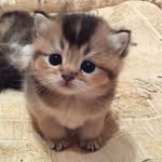 jerad_tom_tom - @jerad.thompson - Instagram