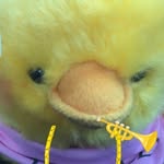 Jerald The Ball’in Duck - @jeraldtheballin - Instagram