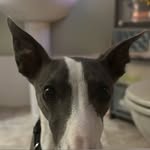 Gerald Bell - @whippetlikegerry - Instagram
