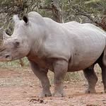 Gerald Grant - @rhinosrus - Instagram