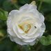 Gerald Rose - Facebook