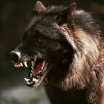 Jeremiah Ball - @jeremiahwolff2 - Instagram