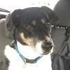 Jeremiah The Good Dog - @jeremiahisagooddog - TikTok