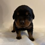 Jeremiah Rich - @houseofrich1 - Instagram