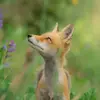 jeremiahsamson757 - @jeremiahsamson757 - TikTok