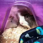 Jeremy & Bobby Stark 🐹 - @jeremy_bobby_guineapigs - Instagram