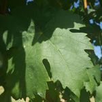 Jeremy's Leaves - @jeremysleaves - Instagram