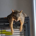 Jeremy Hooks - @carter_the_squirrel - Instagram