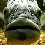 Jeremy Laughlin - @fishinonabudget - Instagram