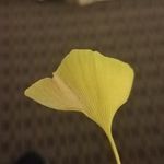 Jeremy The Leaf - @jeremytheleaf - Instagram