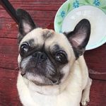 Jeremy Luce - @sideloadedshackle - Instagram