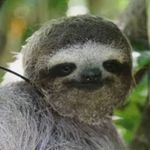 Jeremy - @jeremypickle_sloth - Instagram