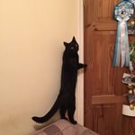 Jeremy - @jeremythepicklecat - Instagram