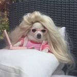 Jeremy Meme Queen - @jerthememedog - Instagram