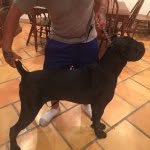 Jeremy Silver - @silvercanecorso - Instagram