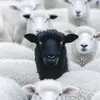 Jeremysinho_🤙🏼 - @jeremysinho_66 - TikTok