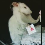Jeremiah Sütter - @bokolee6 - Instagram