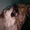 it's a dogs life - @jeriaustin0 - TikTok