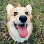Sir Jerry Bentley - @jerry_a_corgi - Instagram