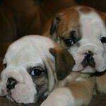 Jeri Saltzman Cox - @englishrosebulldogz - Instagram