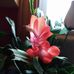 Jeri Lamb - Facebook