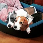 📰 Дневник Стаффорда - @tayra_amstaff.beagle_erica - Instagram
