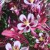 Jerica Sullivan Photography - Facebook