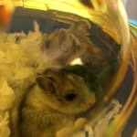 Jericho 🐹 Hamilton 🐹 - @jerichoandhamilton - Instagram
