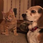 JeriLyn Weber Culp - @littlebearnthemenagerie - Instagram