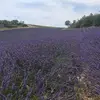 jeromebarbelin - @jeromebarbelin - TikTok