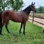 Haras de lassos - @jerome.berges.73 - Instagram