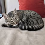Cornelius Jerome - @corneliusjerome_cat - Instagram