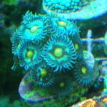 Forrest-reef - @forrest_jerome - Instagram