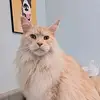 Jerome The Cat and Friends - @jerome_the_catandfriends - TikTok